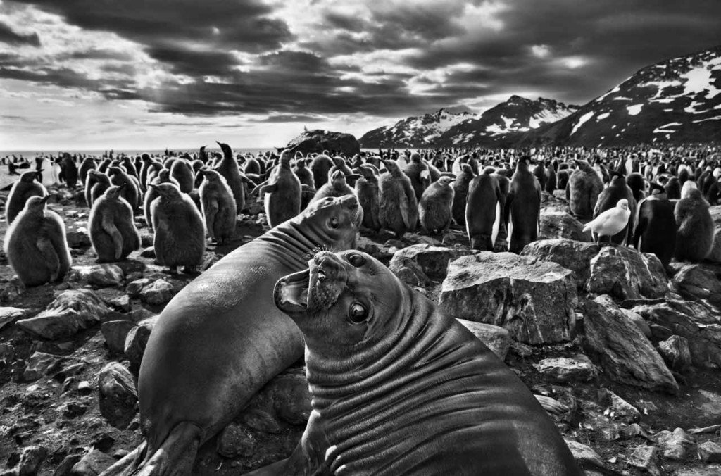 Sebastiao Salgado - Genesi